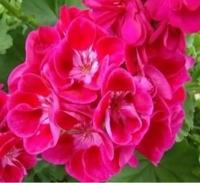 Продажа укорененных черенков пеларгоний и фуксий - Растения (Хобби и отдых) в Уфа