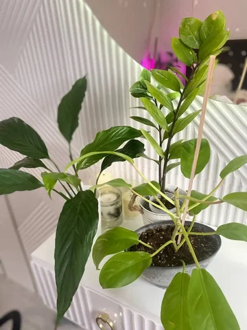 Продажа растений в Уфе - Религиозные предметы в Уфа