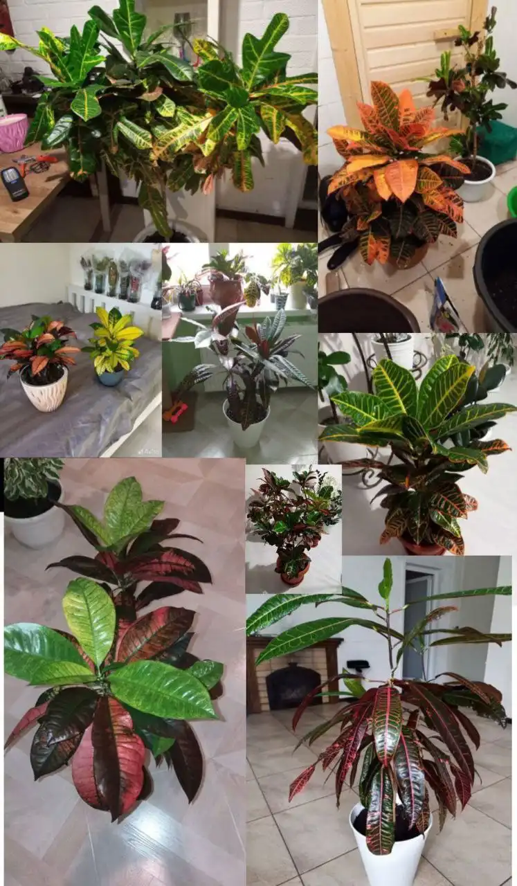 Продажа фикусов и кротонов разных сортов и возраста - Растения (Хобби и отдых) в Уфа