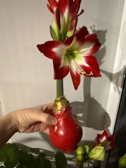 Доставка растений в Зеленку в субботу - Хобби и отдых в Уфа