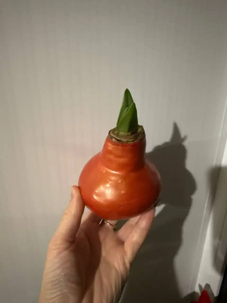 Доставка растений в Зеленку в субботу - Растения (Хобби и отдых) в Уфа