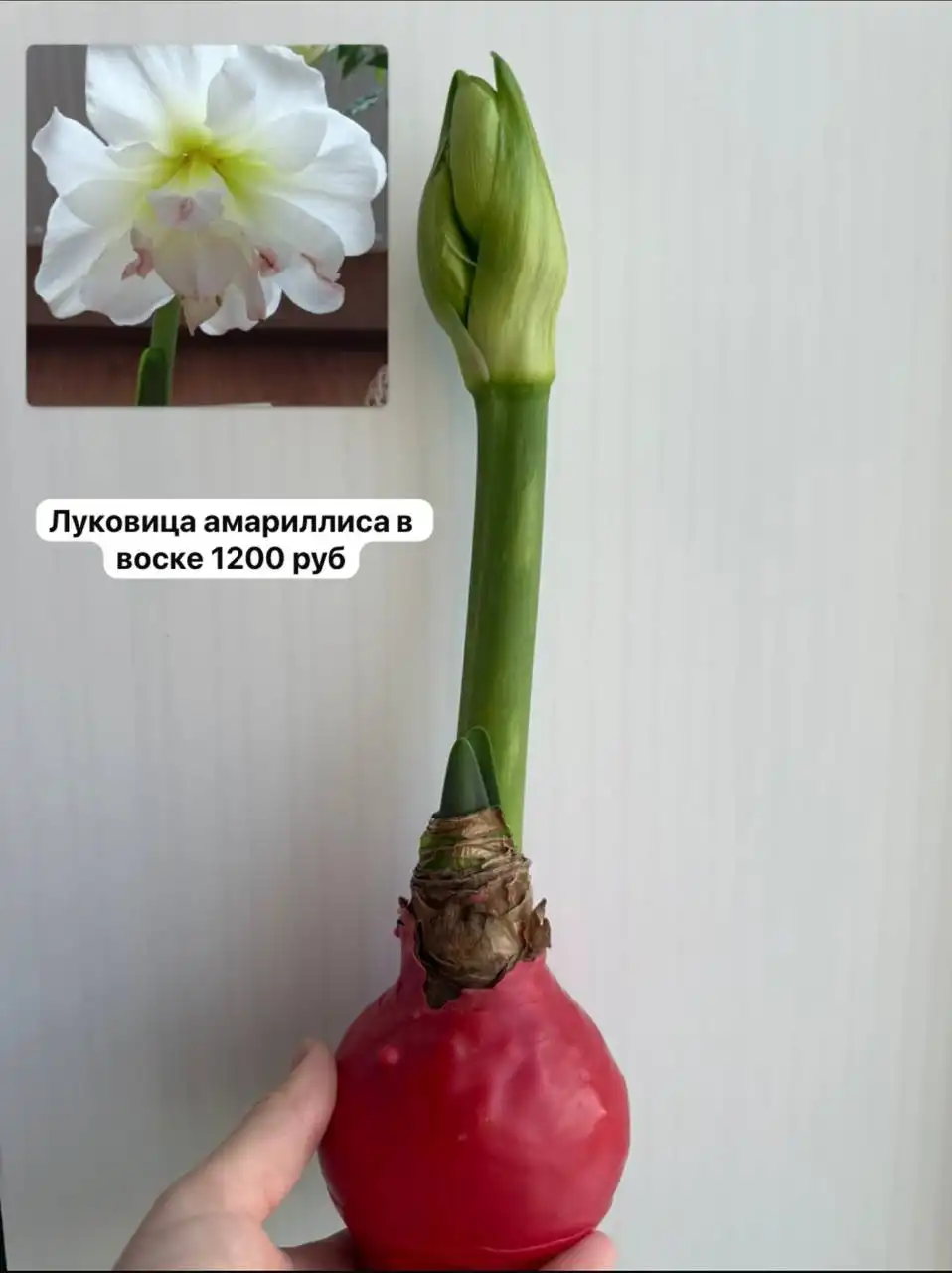 Белая 1 Шт - Растения (Хобби и отдых) в Уфа