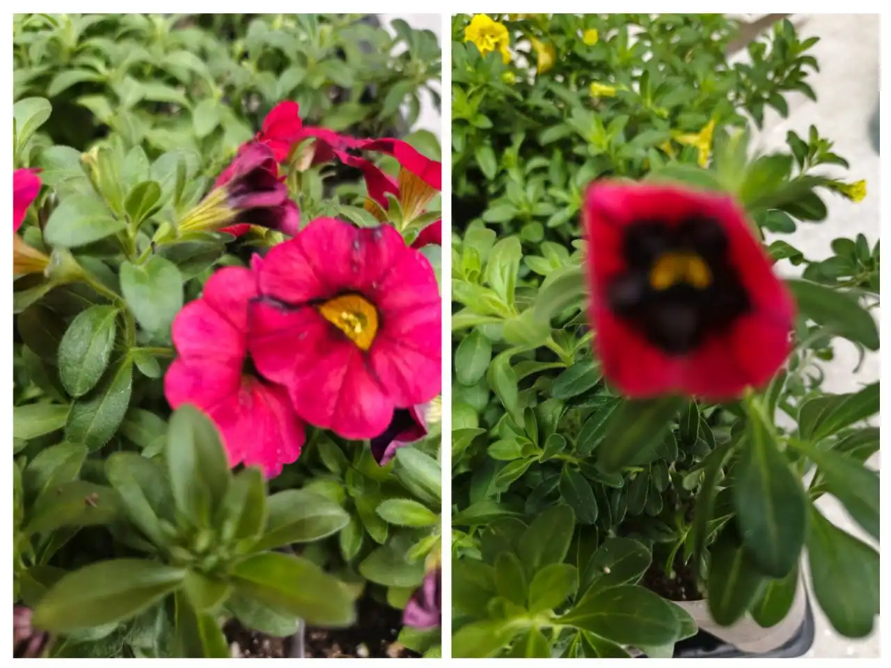 Излишки калебрахоа в 200мл - Растения (Хобби и отдых) в Уфа