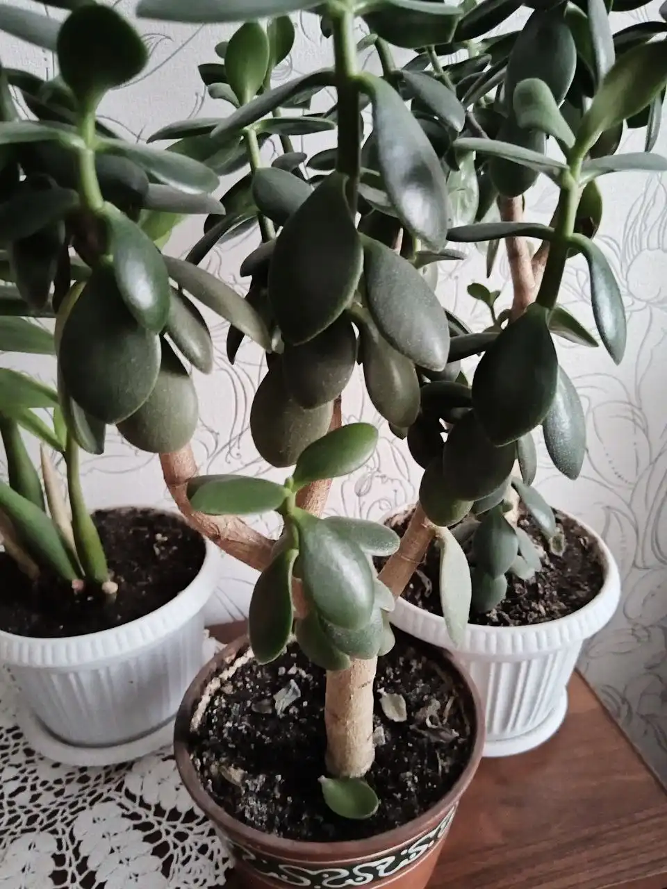 Продажа денежного дерева в Уфе - Растения (Хобби и отдых) в Уфа