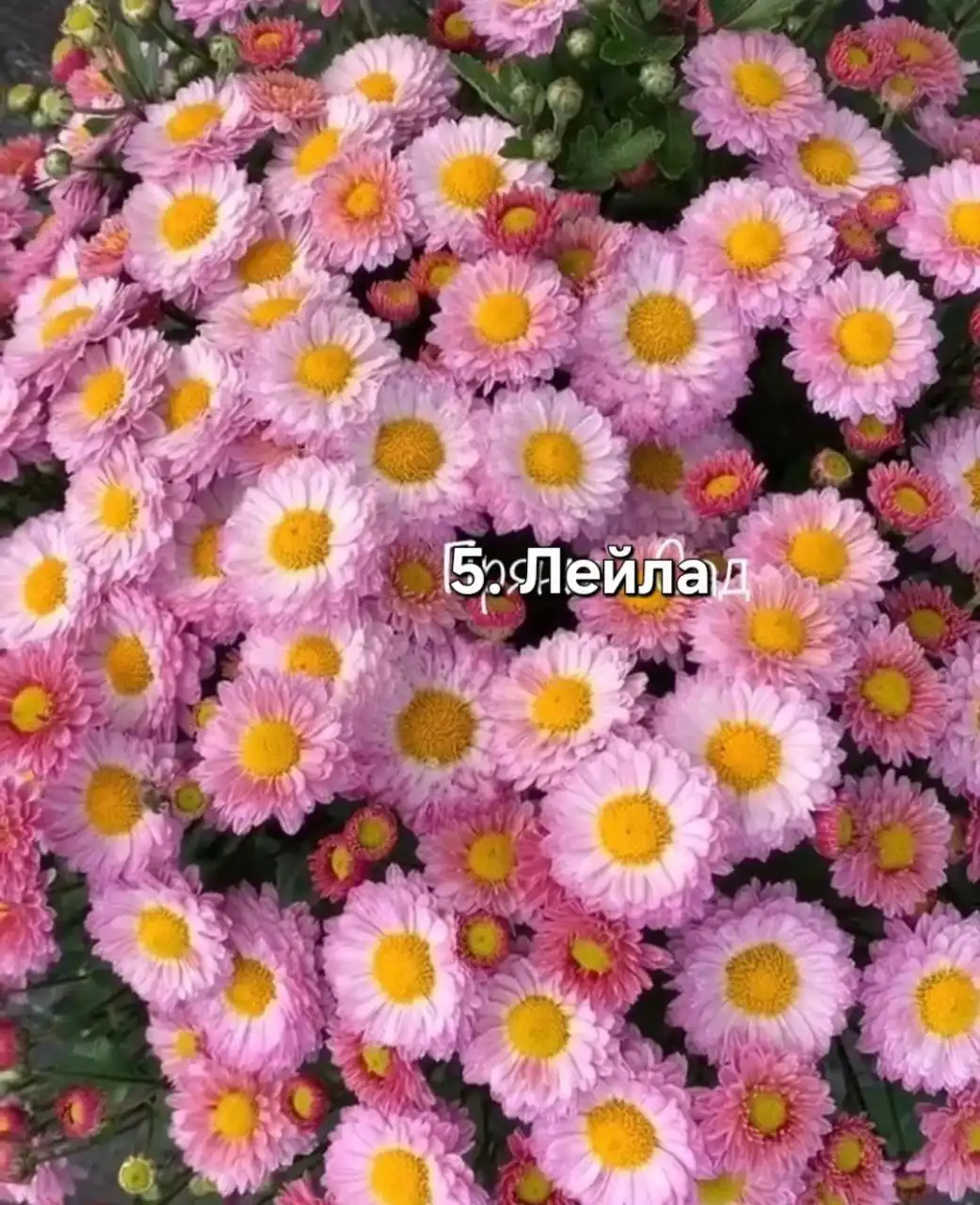 Хризантема мультифлора 5 сортов - Растения (Хобби и отдых) в Уфа