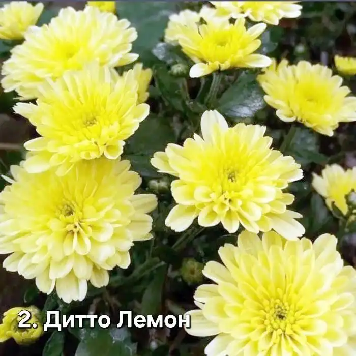 Хризантема мультифлора 5 сортов - Растения (Хобби и отдых) в Уфа