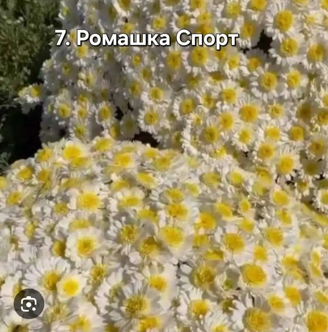 Хризантема мультифлора 5 сортов - Растения (Хобби и отдых) в Уфа