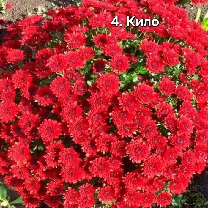 Хризантема мультифлора 5 сортов - Растения (Хобби и отдых) в Уфа