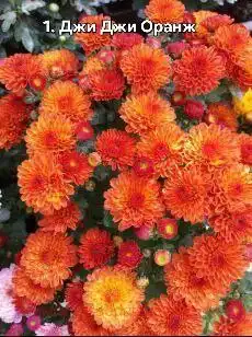 Хризантема мультифлора 5 сортов - Растения (Хобби и отдых) в Уфа