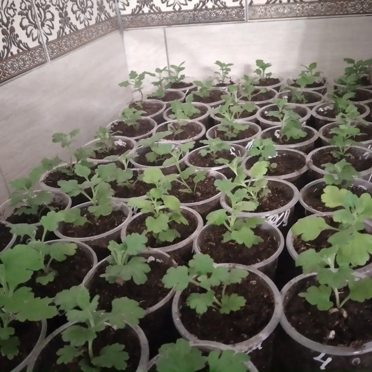 Хризантема мультифлора 5 сортов - Растения (Хобби и отдых) в Уфа