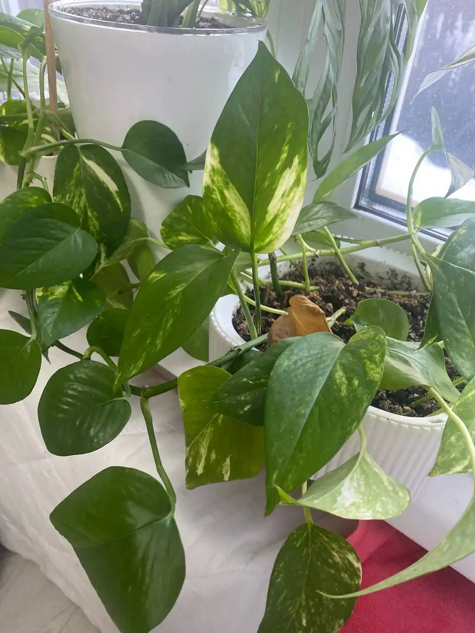 Продам укорененный сциндапсус - Растения (Хобби и отдых) в Уфа