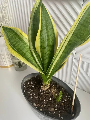 Продажа растений с маминой дачи в Уфе - Религиозные предметы в Уфа