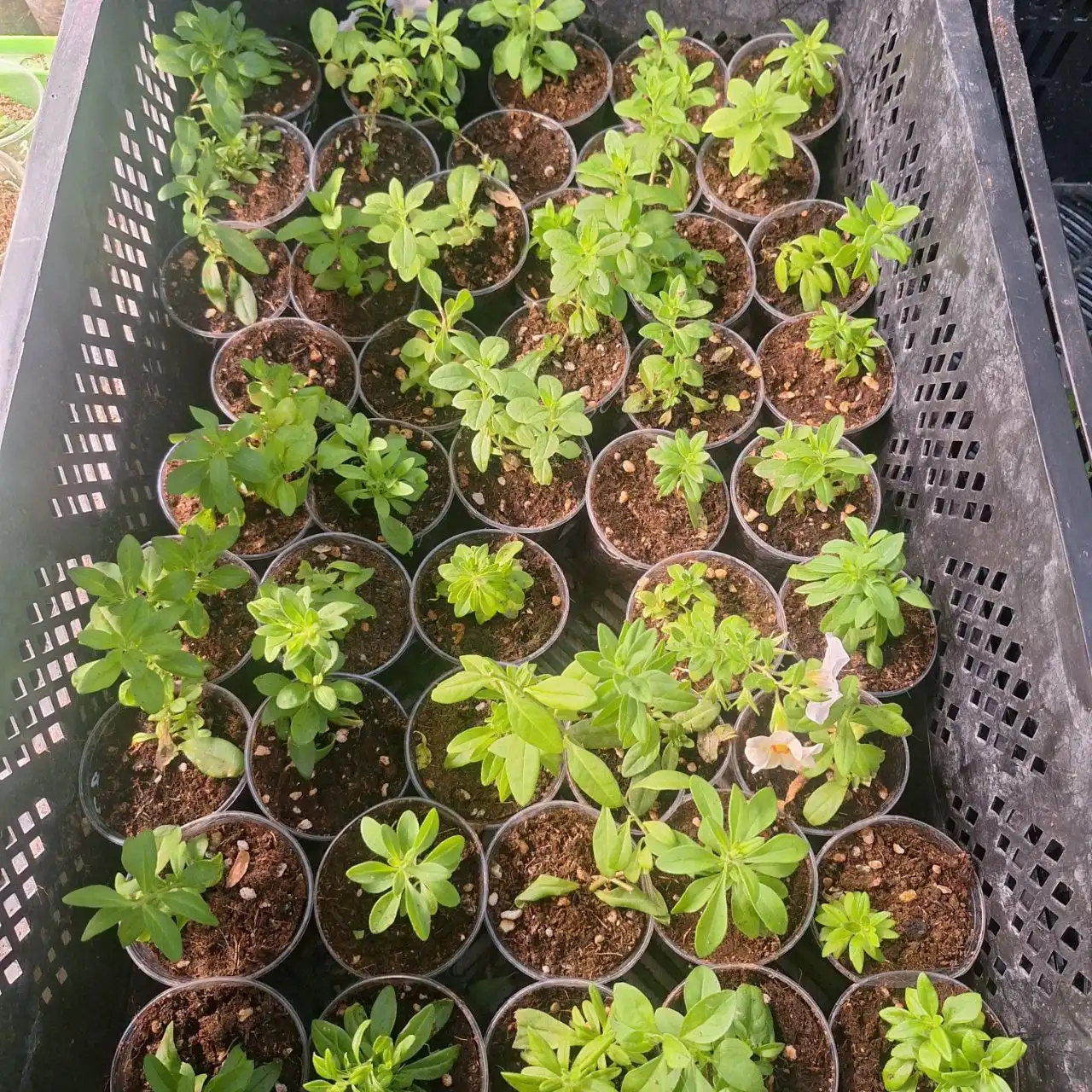 Саженцы калибрахоа в Уфе - Растения (Хобби и отдых) в Уфа