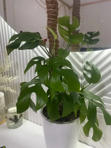 Продам черенки монстеры - Религиозные предметы в Уфа