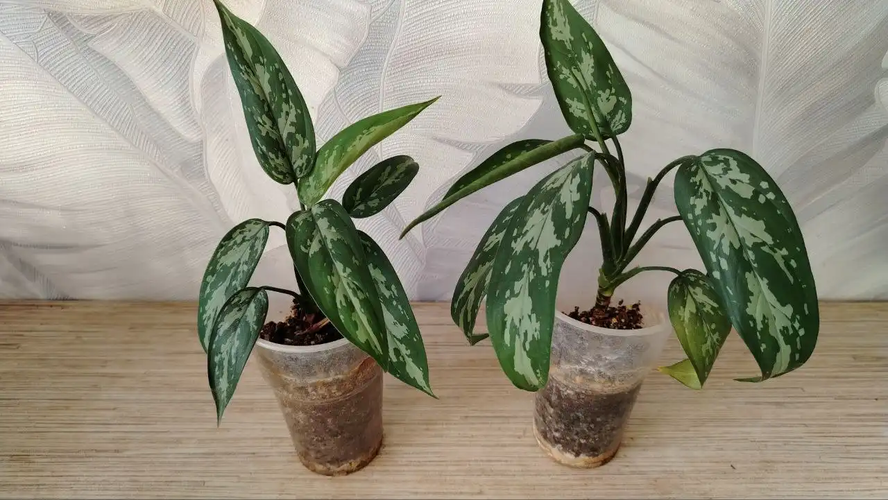 Продажа комнатных растений - Растения (Хобби и отдых) в Уфа