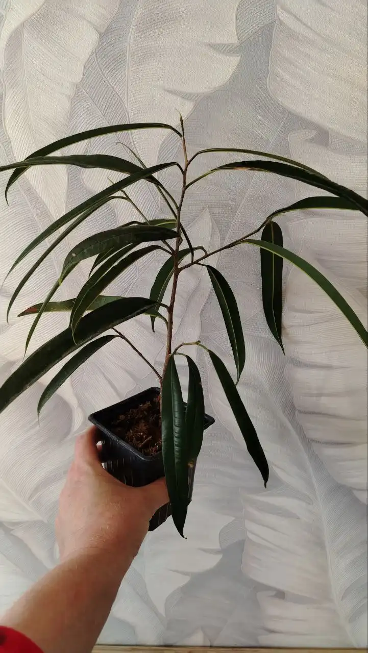 Продажа комнатных растений - Растения (Хобби и отдых) в Уфа