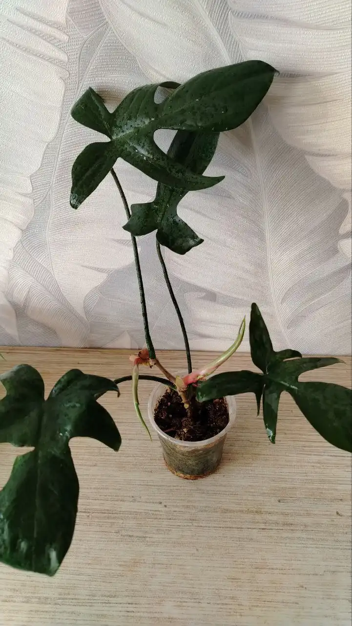 Продажа комнатных растений - Растения (Хобби и отдых) в Уфа