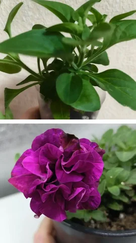 Продажа петунии вегетативной Red carpet hippy chich violet - Религиозные предметы в Уфа