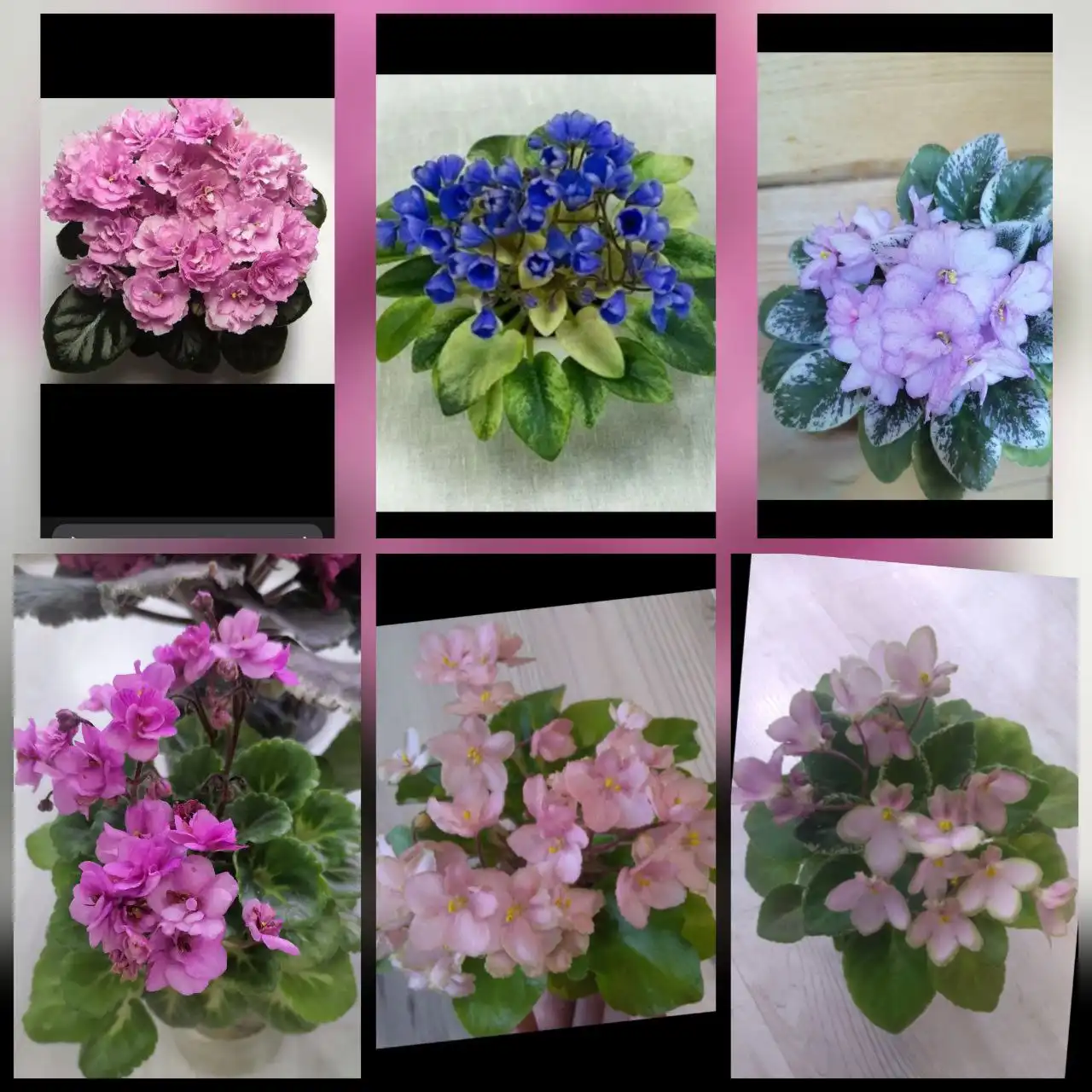 Продажа фиалок взрослых и деток - Растения (Хобби и отдых) в Уфа