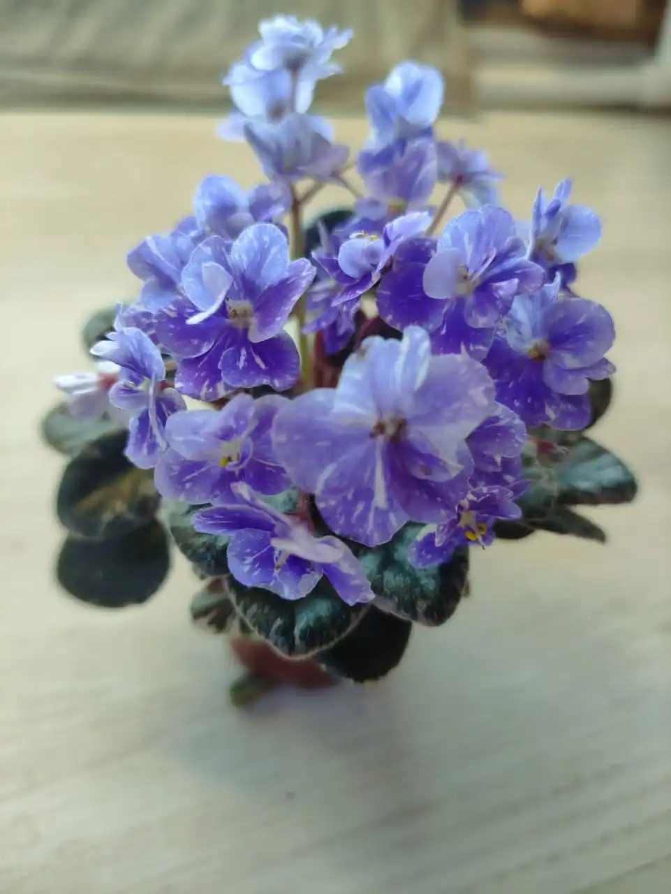 Продажа фиалок взрослых и деток - Растения (Хобби и отдых) в Уфа