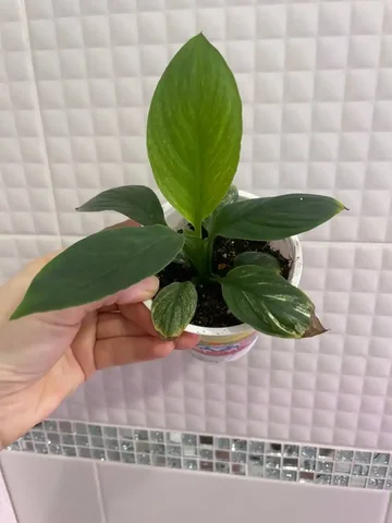 Сенсация вариегатная - Религиозные предметы в Уфа