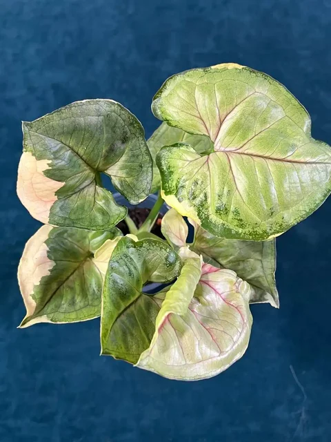 Продажа комнатных растений в Уфе - Религиозные предметы в Уфа