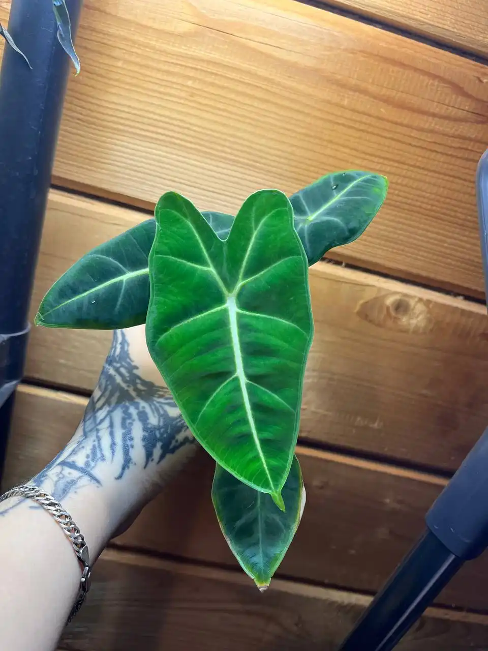 Продажа комнатных растений в Уфе - Растения (Хобби и отдых) в Уфа