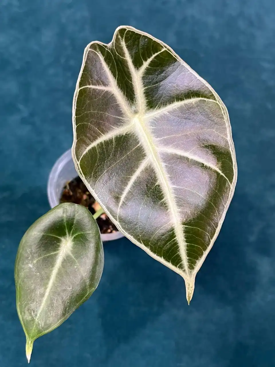 Продажа комнатных растений в Уфе - Растения (Хобби и отдых) в Уфа