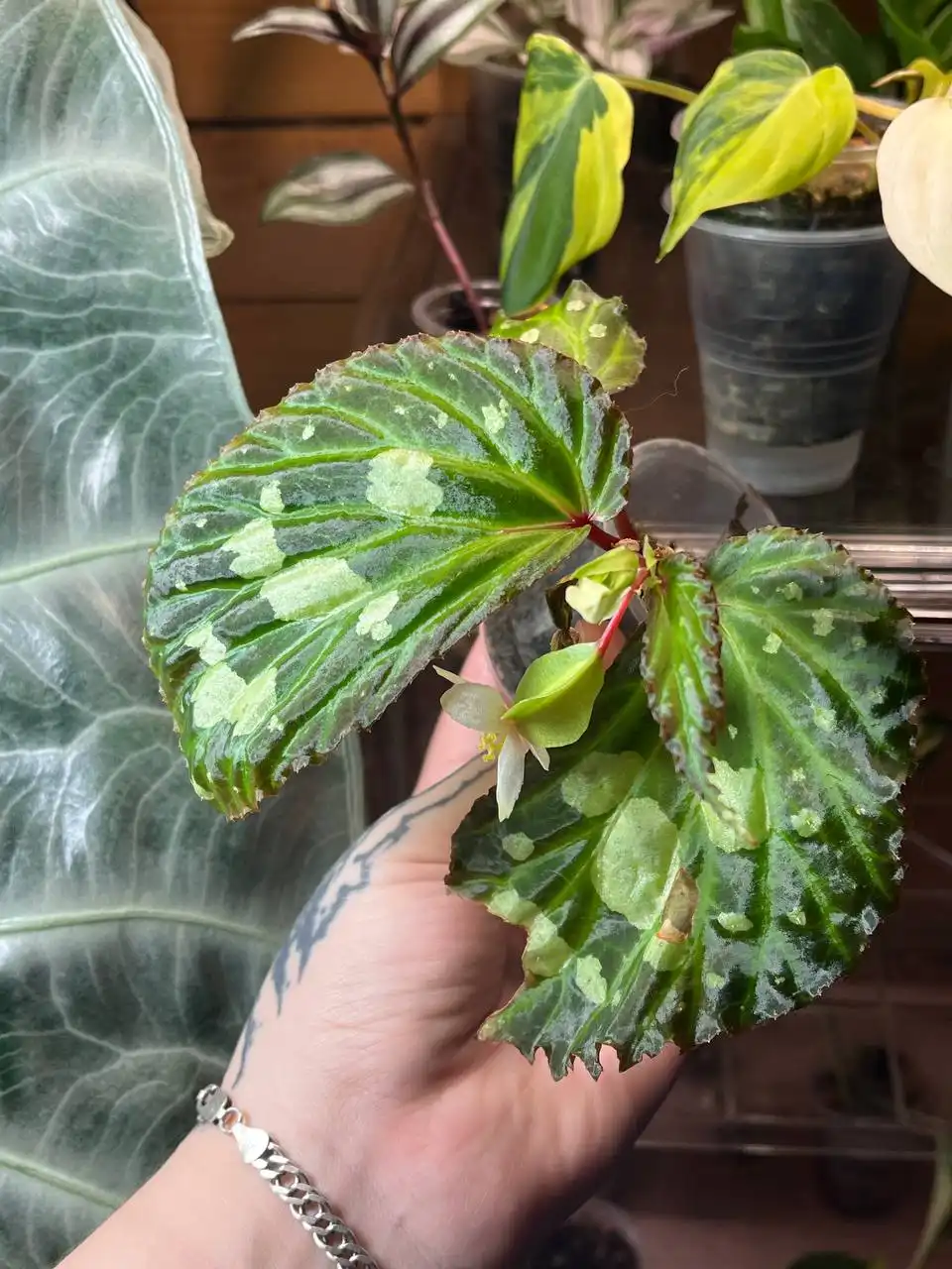 Продажа комнатных растений в Уфе - Растения (Хобби и отдых) в Уфа