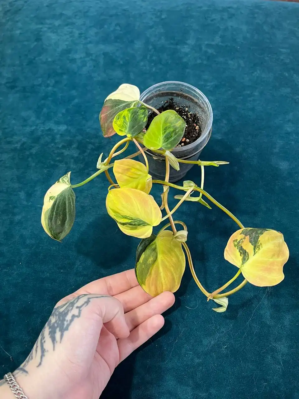 Продажа комнатных растений в Уфе - Растения (Хобби и отдых) в Уфа