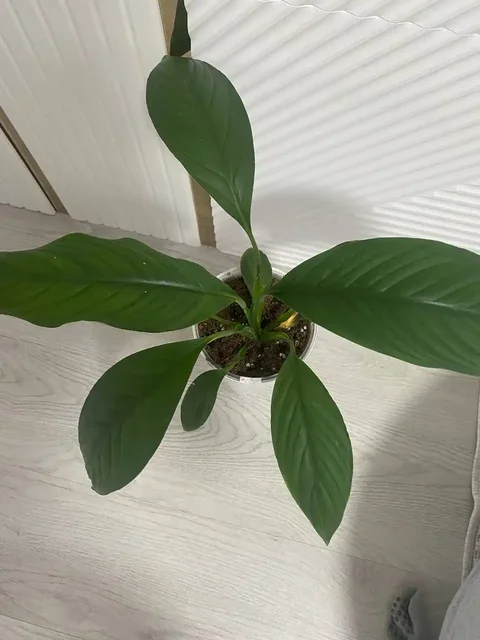 Матовый лист и юбочка для растений - Кулинария/Десерты в Уфа