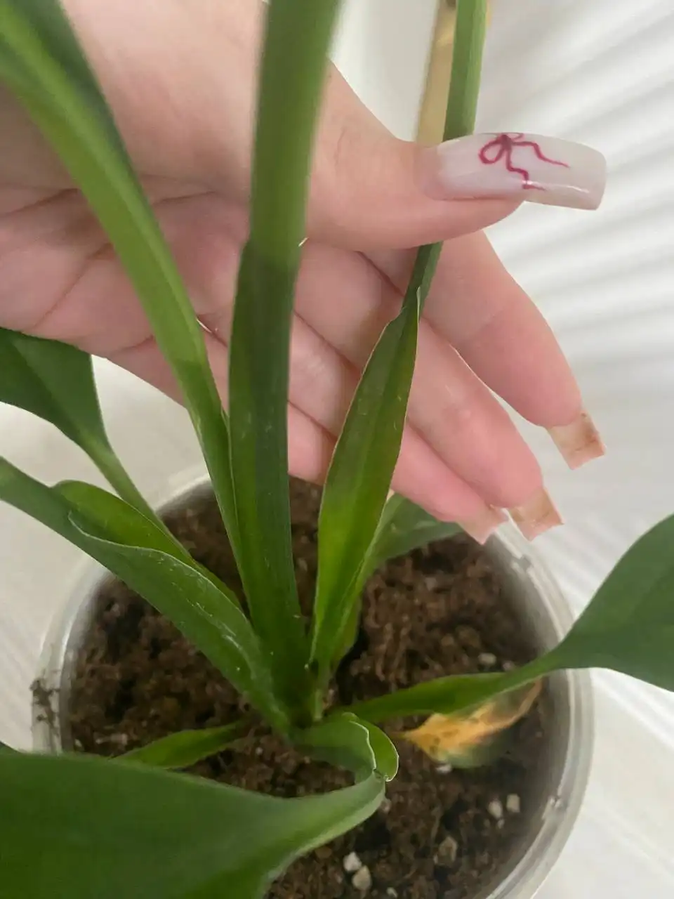 Матовый лист и юбочка для растений - Растения (Хобби и отдых) в Уфа