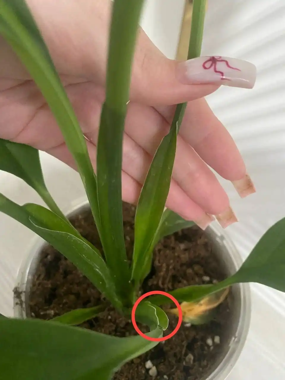 Юбка для растений - Барахолка в Уфа