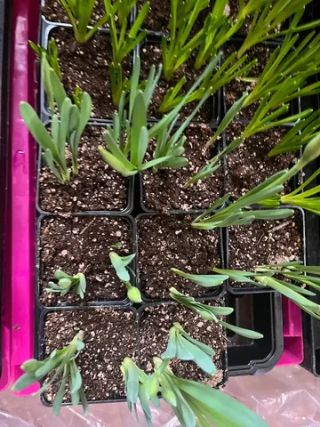 Нарциссы в горшках - Кулинария/Десерты в Уфа