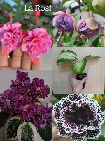 Продажа комнатных растений в Уфе - Кулинария/Десерты в Уфа