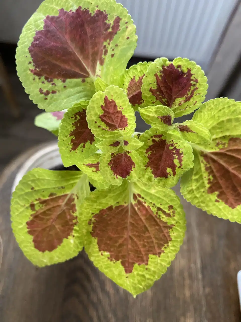 Продажа растения колеус - Растения (Хобби и отдых) в Уфа