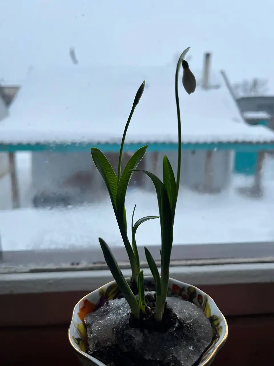 Продажа подснежников из собственного выращивания - Растения (Хобби и отдых) в Уфа