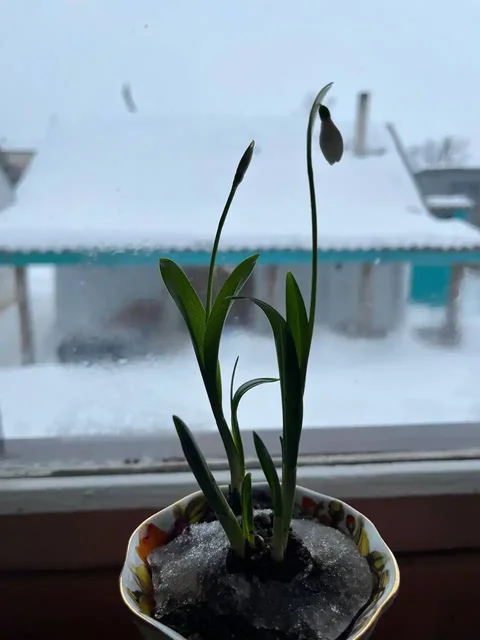 Продажа подснежников из собственного выращивания - Кулинария/Десерты в Уфа