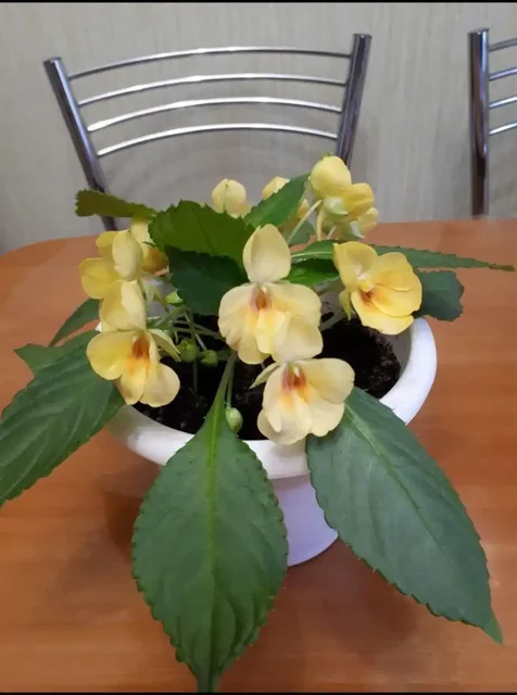 Срез сортовых бальзамин в Уфе - Кулинария/Десерты в Уфа