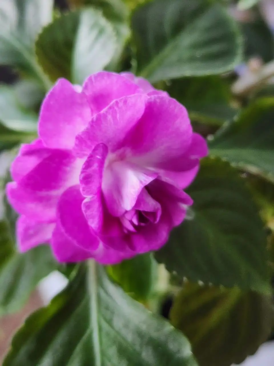 Срез сортовых бальзамин в Уфе - Растения (Хобби и отдых) в Уфа