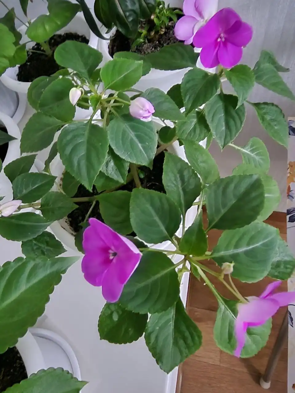 Срез сортовых бальзамин в Уфе - Растения (Хобби и отдых) в Уфа