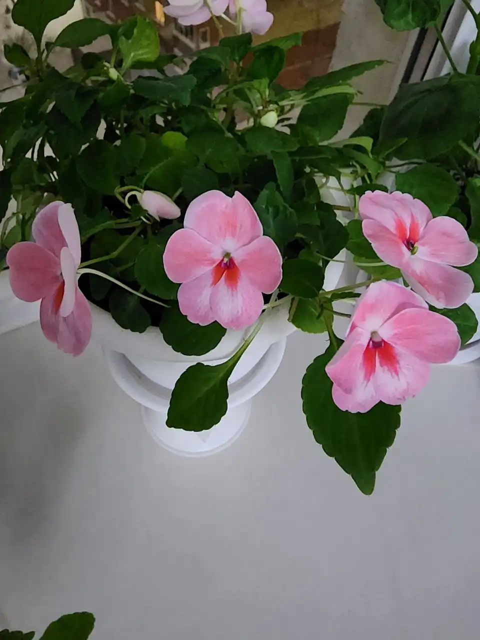 Срез сортовых бальзамин в Уфе - Растения (Хобби и отдых) в Уфа