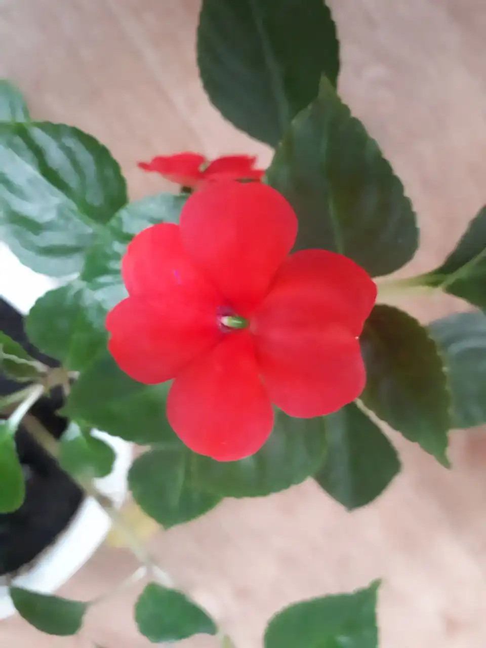 Срез сортовых бальзамин в Уфе - Растения (Хобби и отдых) в Уфа