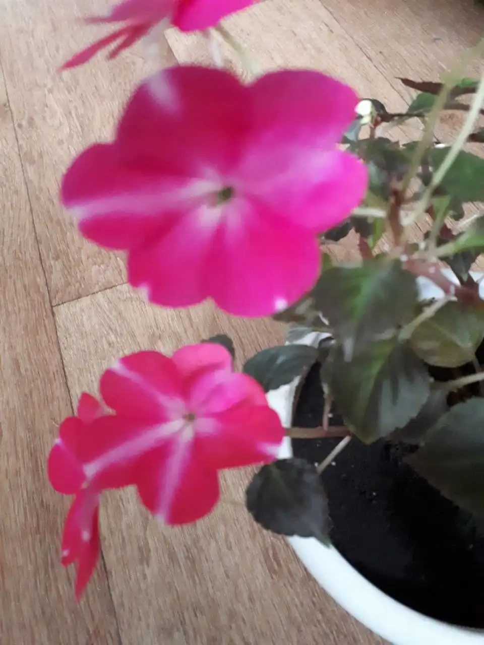 Срез сортовых бальзамин в Уфе - Растения (Хобби и отдых) в Уфа