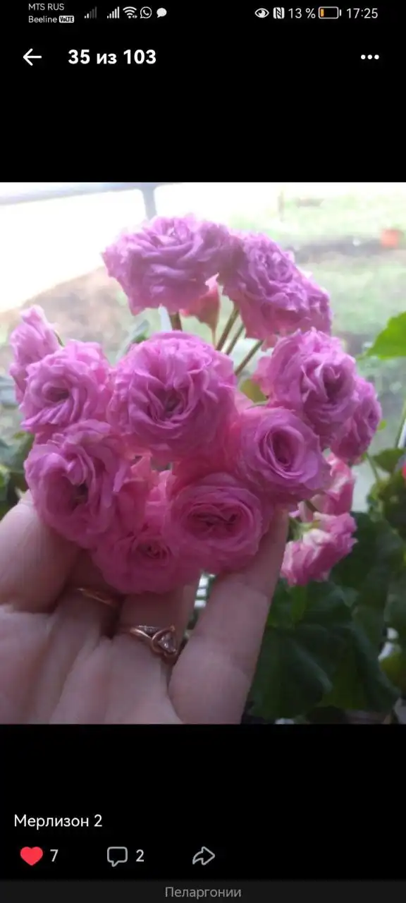 Черенок растения - Растения (Хобби и отдых) в Уфа