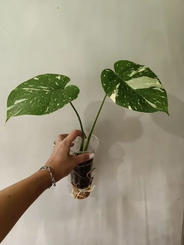 Тайское созвездие - Кулинария/Десерты в Уфа