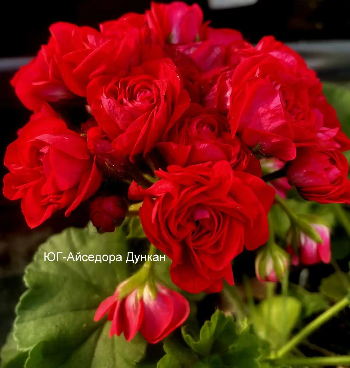 Укорененные черенки сортовых пеларгоний - Растения (Хобби и отдых) в Уфа