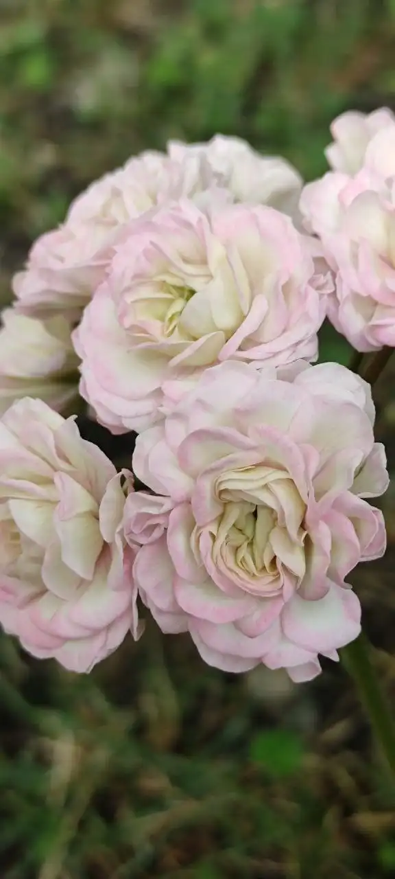 Укорененные черенки сортовых пеларгоний - Растения (Хобби и отдых) в Уфа