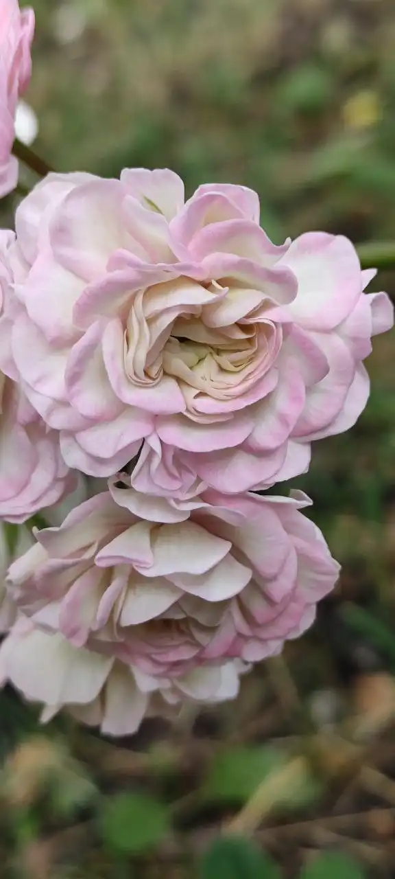 Укорененные черенки сортовых пеларгоний - Растения (Хобби и отдых) в Уфа