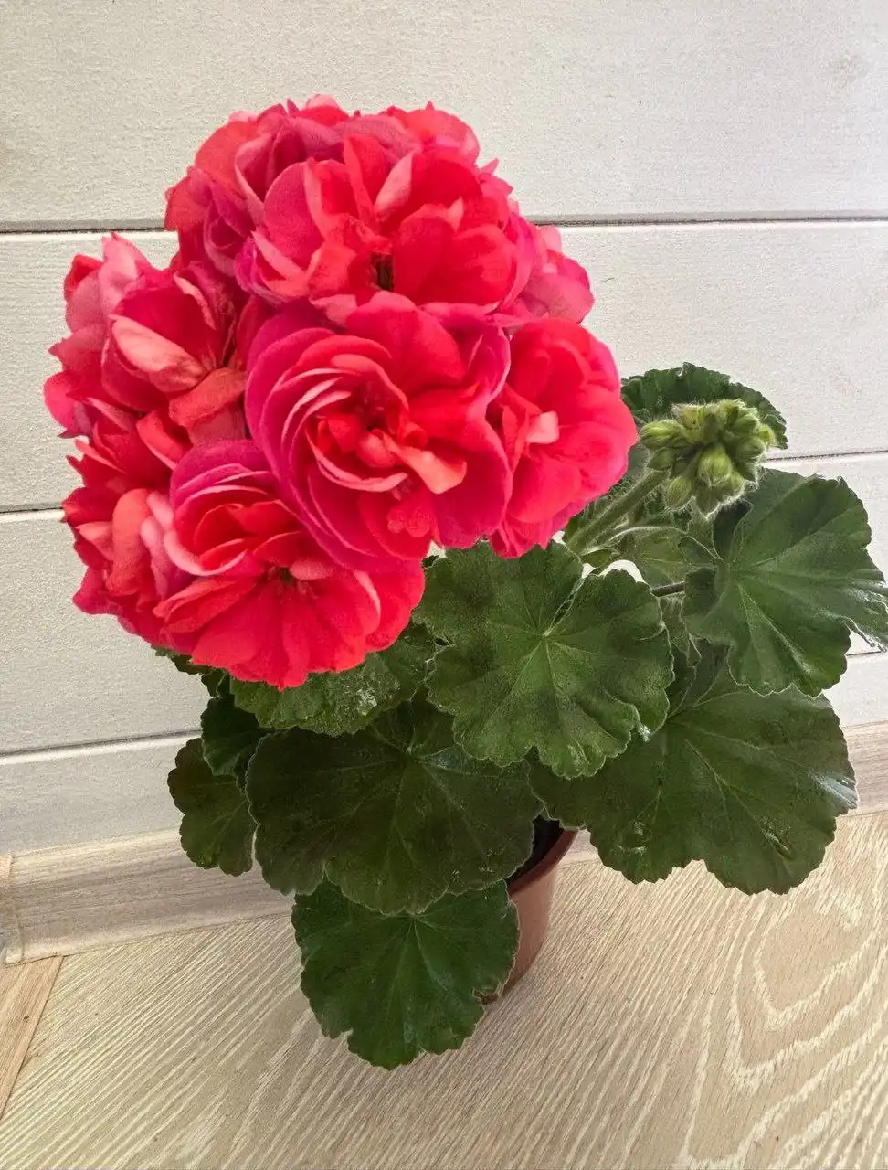 Укорененные черенки сортовых пеларгоний - Растения (Хобби и отдых) в Уфа